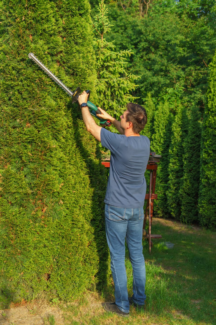 Neatly trimmed hedges and shrubs