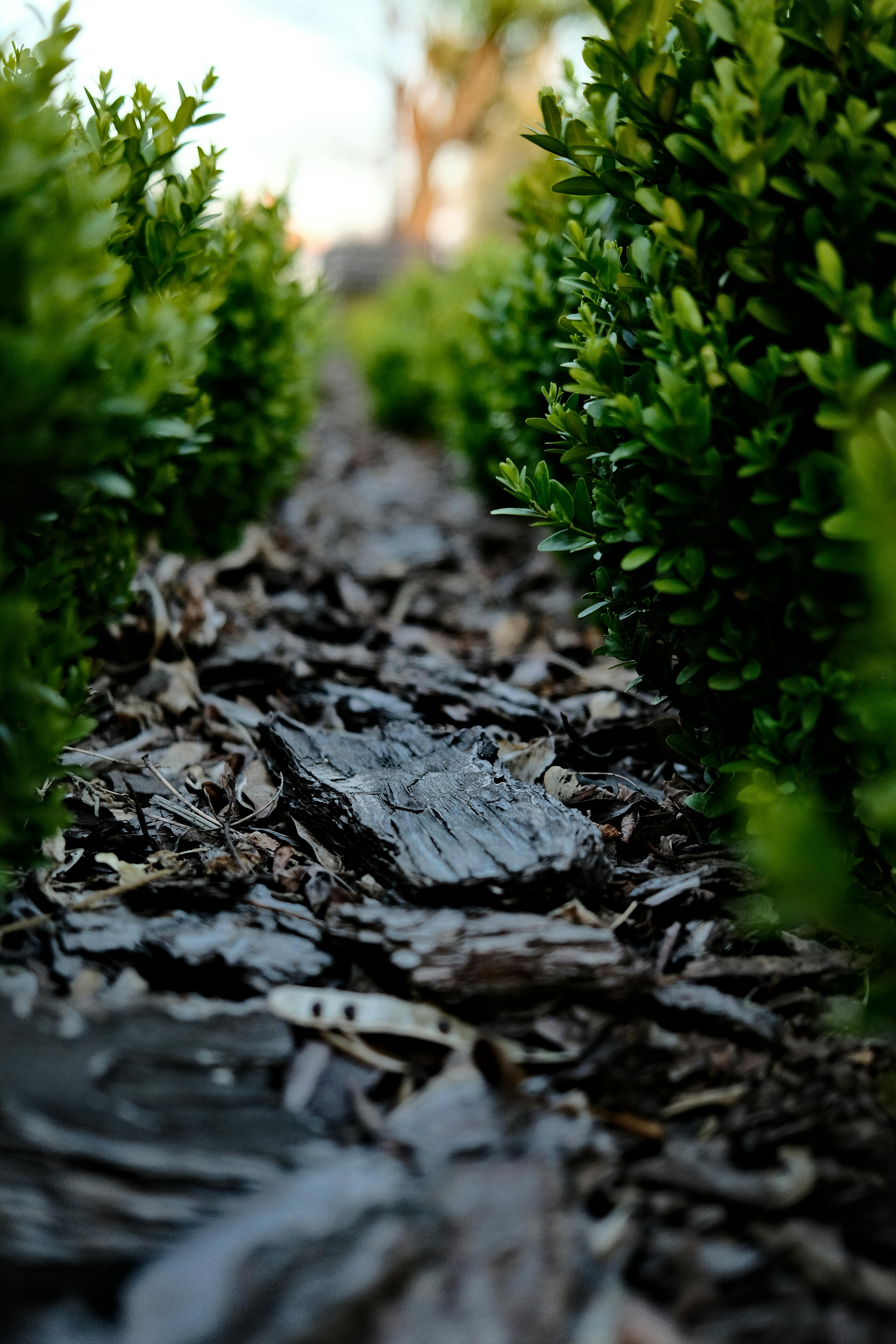 Fresh bark mulch installed around shrubs in a garden bed